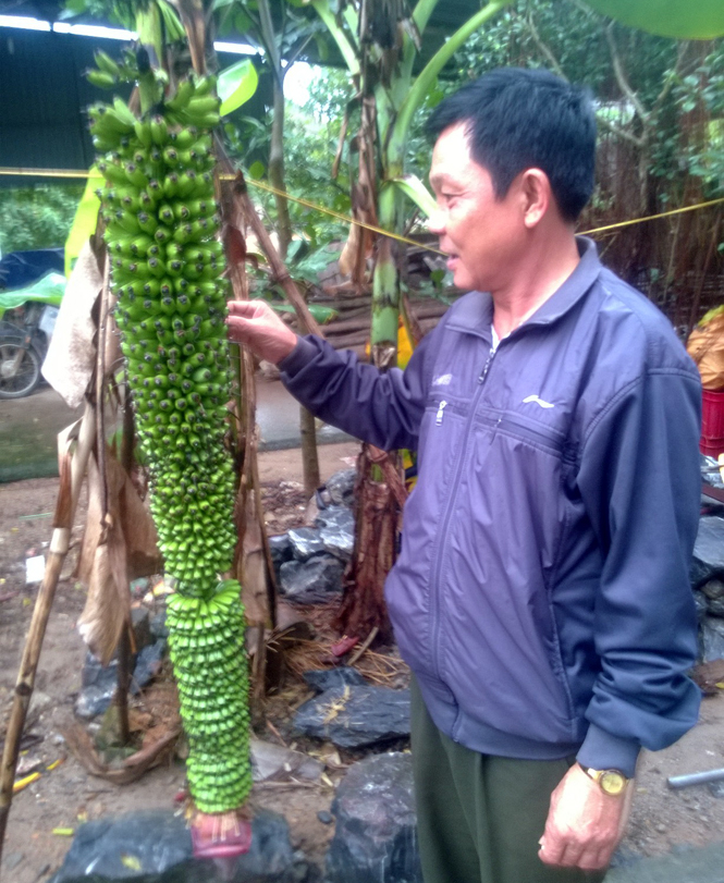 Ông Minh và buồng chuối kỳ lạ của gia đình mình.