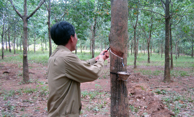 Chính sách trích lập quỹ phát triển khoa học và công nghệ mang lại cho các doanh nghiệp nhiều lợi ích để phát triển.