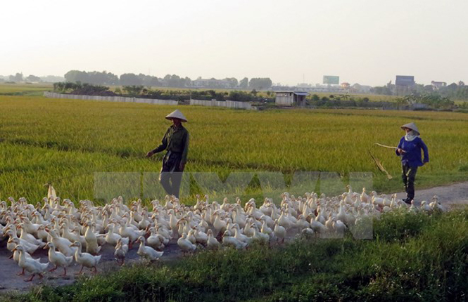 Ảnh minh họa. (Nguồn: TTXVN)