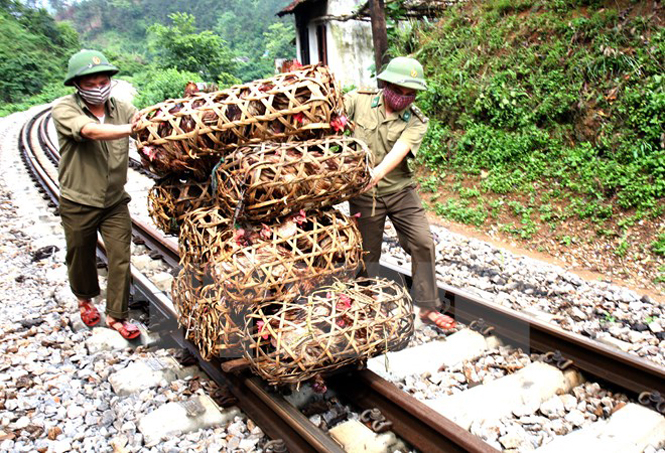 Đồn biên phòng số 5 Bảo Lâm (Bộ Chỉ huy biên phòng tỉnh Lạng Sơn) thu giữ gia cầm nhập lậu. (Ảnh: Đình Huệ/TTXVN)