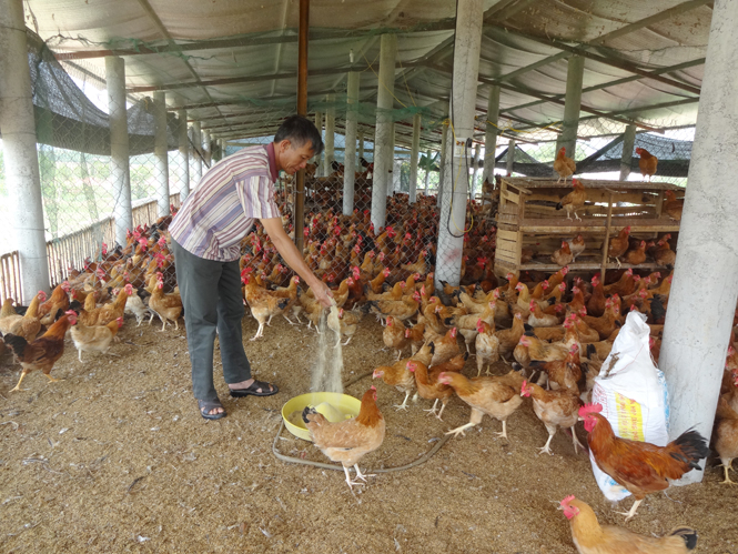 Từ phong trào thi đua phát triển kinh tế, ngày càng xuất hiện nhiều điển hình CCB làm kinh tế giỏi.