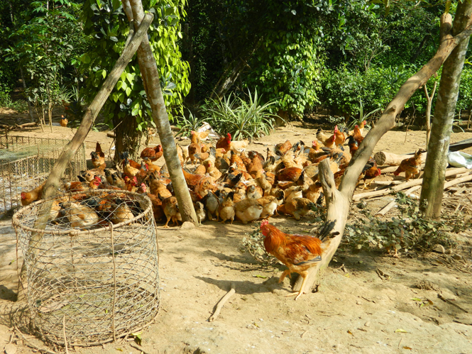 Nuôi gà thả vườn tại trang trại của ông Phạm Văn Lập, thôn Tiên Phong, xã Quảng Tiên.