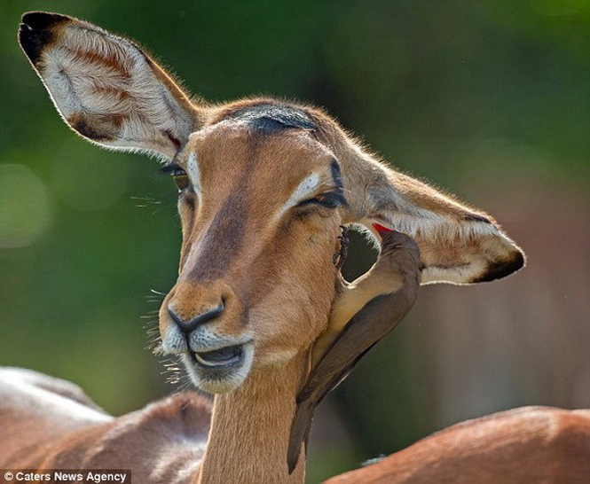 Món ăn ưa thích của loài chim oxpecker là bọ ve hút máu. (Nguồn: Caters News Agency)