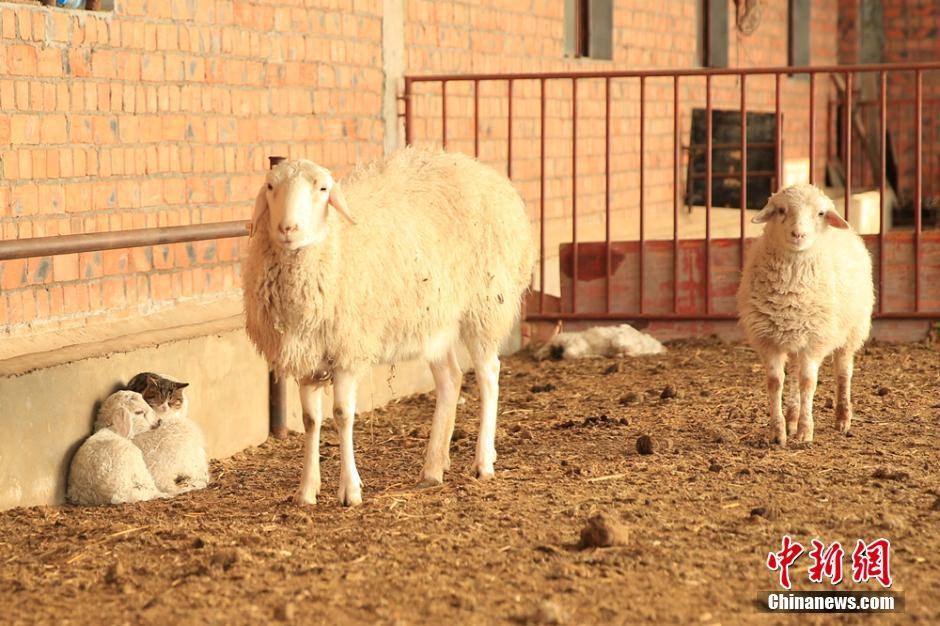 Hai chú cừu con co ro và không để ý tới sự có mặt của con mèo. (Nguồn: CCTV)