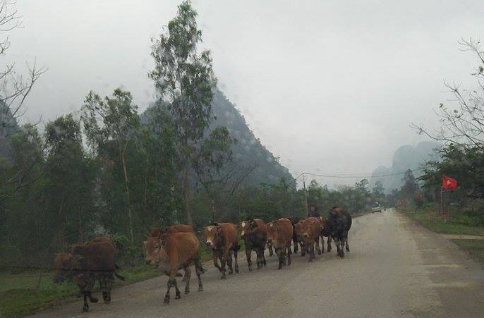 Người dân xã Trung Hóa đang lùa đàn bò về chuồng