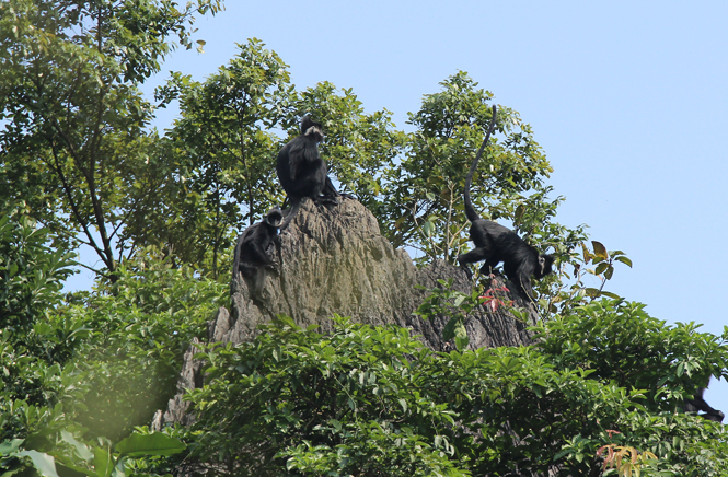 Voọc gáy trắng ở Thạch Hóa.