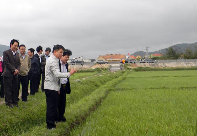 Đồng chí Nguyễn Hữu Hoài, Phó Bí thư Tỉnh uỷ, Chủ tịch UBND tỉnh kiểm tra lúa đông - xuân tại xã Bắc Trạch (Bố Trạch)