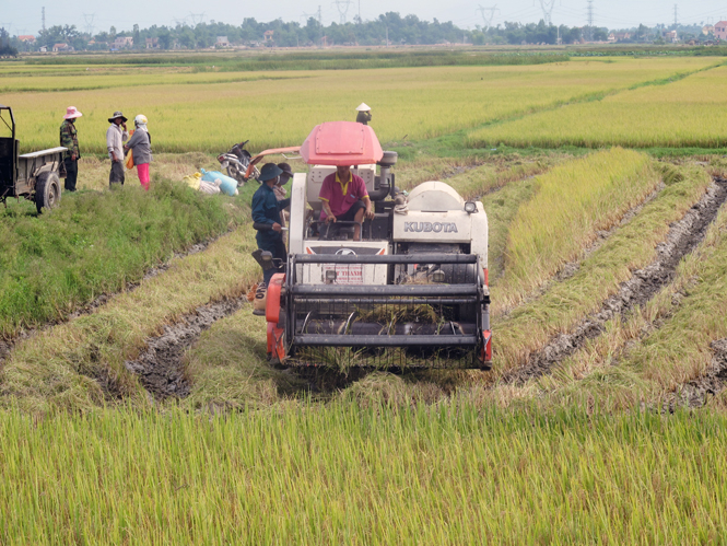 Cơ giới hóa sản xuất nông nghiệp mang lại năng suất cao cho bà con nông dân huyện Quảng Trạch.