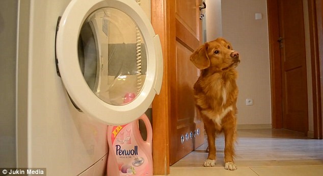 Champis thuộc giống chó Nova Scotia Duck Tolling Retriever. (Nguồn: Daily Mail)