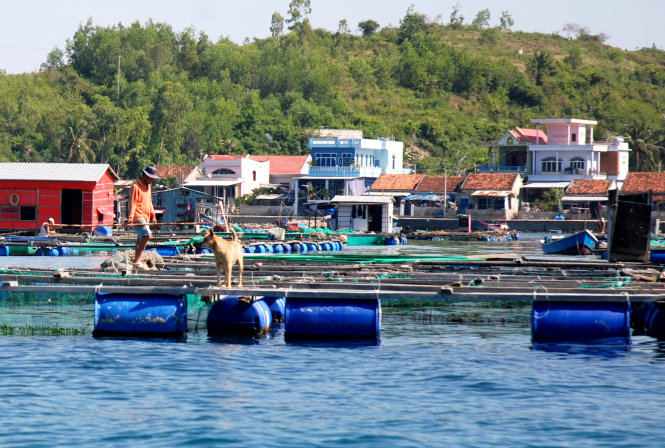 Đảo Trí Nguyên trong vịnh Nha Trang, nơi đã được thả muỗi mang vi khuẩn Wolbachia chống sốt xuất huyết - Ảnh: Duy Thanh