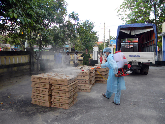 Phun thuốc tiêu độc khử trùng để phòng ngừa dịch bệnh lây lan đối với gia súc, gia cầm.