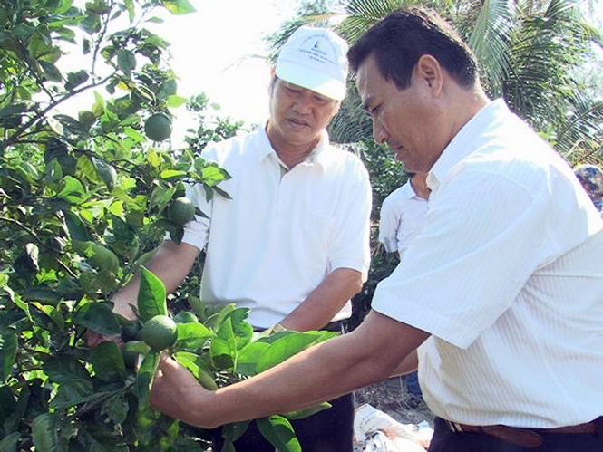  Cam Valencia 2 cho năng suất và chất lượng cao trên vùng đất cát đã qua cải tạo của huyện Quảng Ninh.