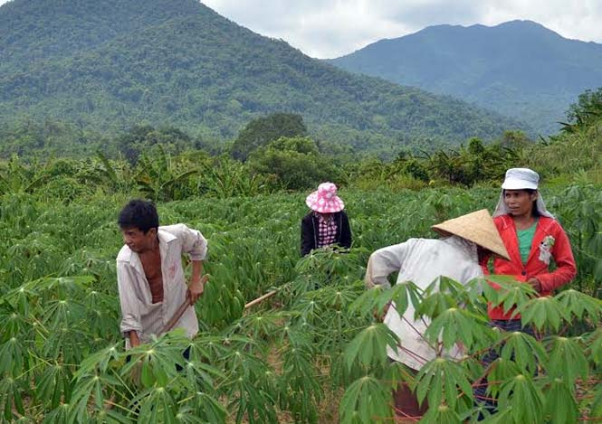 Do nắng hạn kéo dài nên cây sắn ở xã Kim Thủy, Lệ Thủy kém phát triển.