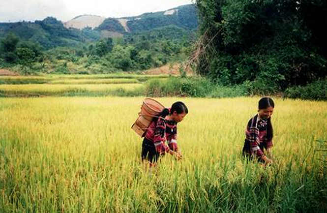 Phụ nữ Vân Kiều thu hoạch lúa thiêng.