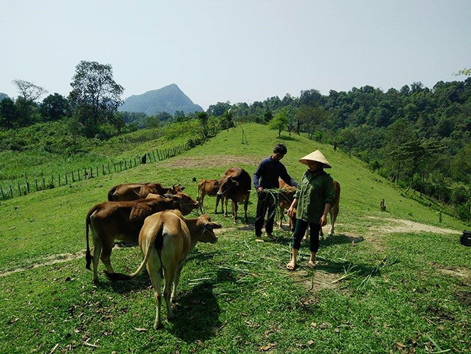  Chị Huấn đang chăm sóc đàn bò.