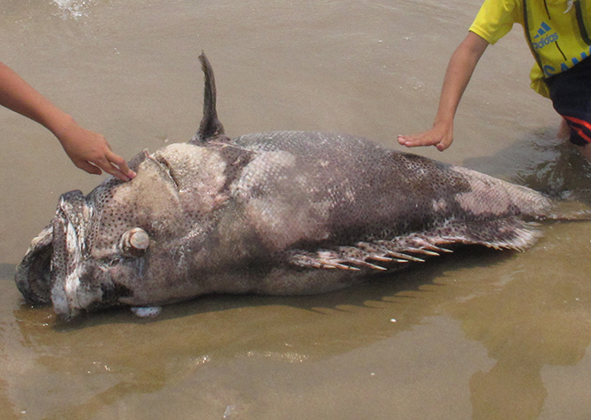 Nhiều con cá có trọng lượng trên 30 kg chết bất thường trôi dạt vào bờ.