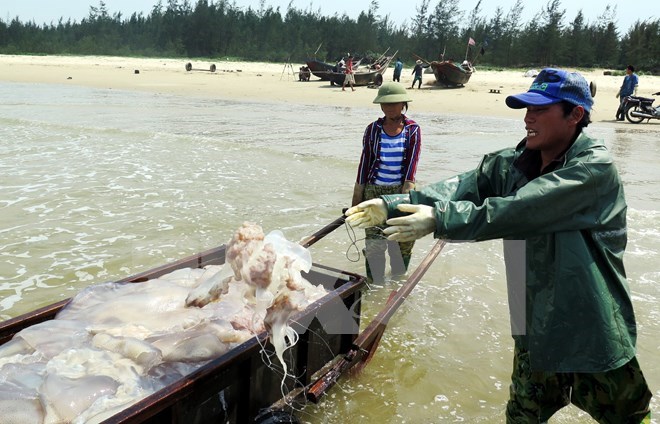 Ngư dân xã Kỳ Ninh, thị xã Kỳ Anh đã trở lại với biển và kéo được mẻ sứa lớn. (Ảnh: Công Tường/TTXVN)