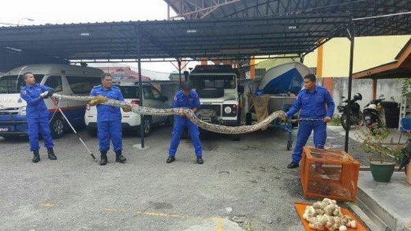 Con trăn khổng lồ bị bắt ở làng Sungai Kerang gần thị trấn Teluk Intan, bang Perak, Malaysia ngày 4/5. (Ảnh: Mohd Hafizee Mohd Arop/NTS)