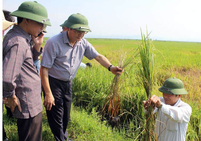 Đồng chí Trần Tiến Dũng, Phó chủ tịch UBND tỉnh kiểm tra thực tế tại đồng rộng xã Hồng Thủy (Lệ Thủy)