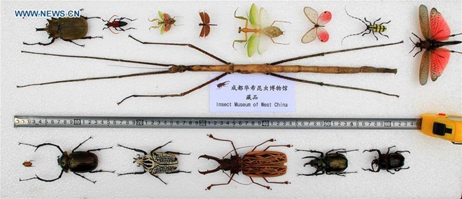 Nó được đặt theo tên người phát hiện ra nó, nhà nghiên cứu Zhao Li.(Nguồn: THX)