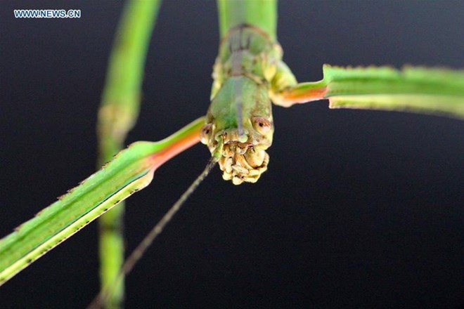 Con Phryganistria chinensis Zhao trên dài 62,4cm, dài hơn 5,7 cm so với loài sống ở Malaysia được phát hiện ra hồi năm 2008. (Nguồn: THX)