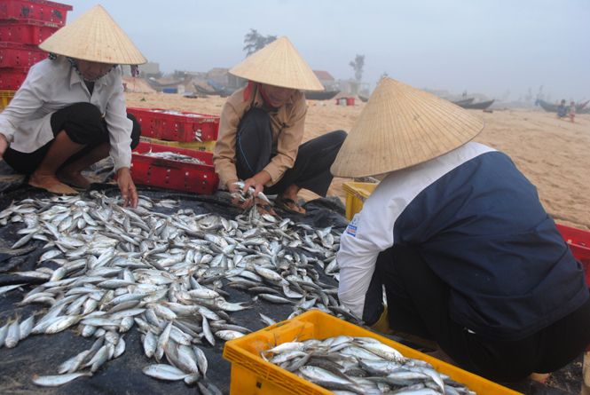 Được gia hạn nợ nhiều ngư dân yên tâm kinh doanh, sản xuất trở lại.