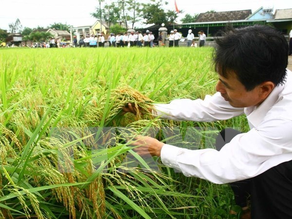 Ảnh minh họa. (Ảnh: Hồ Cầu/TTXVN)