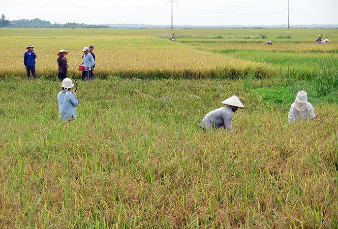 Nông dân Lệ Thủy được mùa lúa đông-xuân.