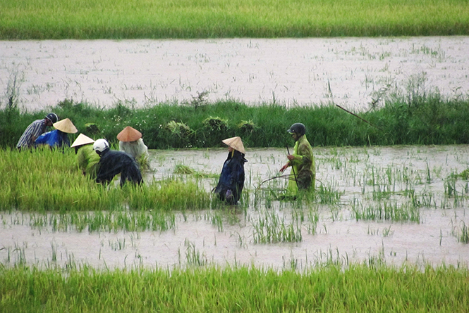 Bà con nông dân gặt lúa chạy lũ.