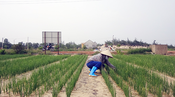  Xây dựng các vùng sản xuất rau an toàn theo tiêu chuẩn VietGAP chính là giải pháp bền vững để người tiêu dùng được tiếp cận các sản phẩm rau, củ sạch.