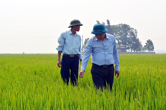 Anh chủ nhiệm Nguyễn Duy Viên (phía trước) trên cánh đồng mẫu lớn thôn Thống Nhất (An Ninh, Quảng Ninh).