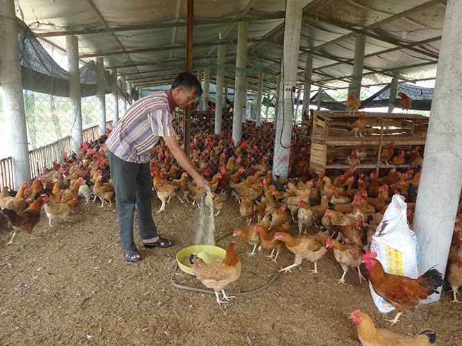 Chuyển từ “học tập” sang “làm theo” tấm gương đạo đức Hồ Chí Minh, các cấp Hội CCB tỉnh ta tích cực đẩy mạnh phong trào phát triển kinh tế, xóa đói giảm nghèo.