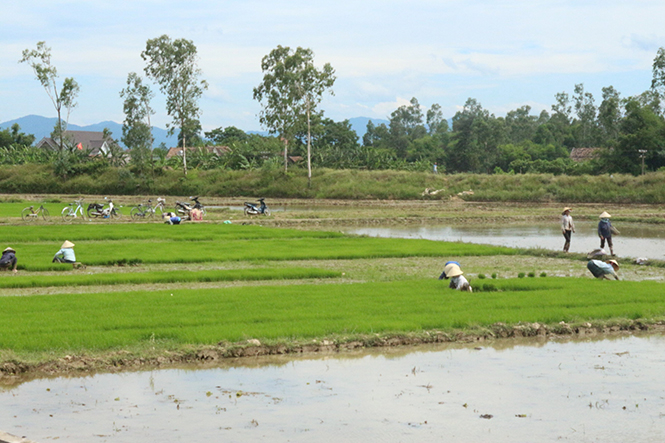 Nông dân Bố Trạch triển khai vụ sản xuất hè-thu.