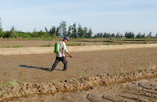 Bà con nông dân phun thuốc phòng trừ sâu bệnh đầu vụ hè-thu.