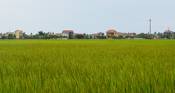 Những cánh đồng 