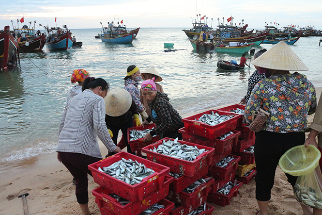 Cá về trên biển Nhân Trạch, huyện Bố Trạch.