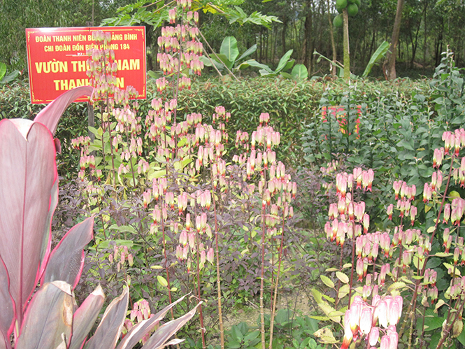 Mô hình vườn thuốc nam ở Đồn Biên phòng 184.