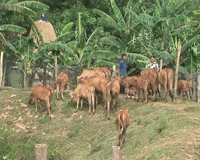  Đàn bò của gia đình anh Phạm Văn Sơn.