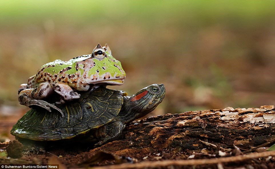  Con ếch tỏ ra vô cùng thỏa mãn. (Nguồn: Solent News)