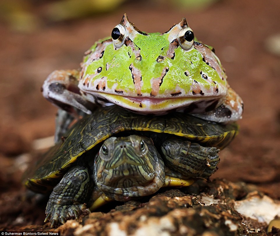  Trong khi đó, chú rùa tỏ ra khá khó chịu. (Nguồn: Solent News)