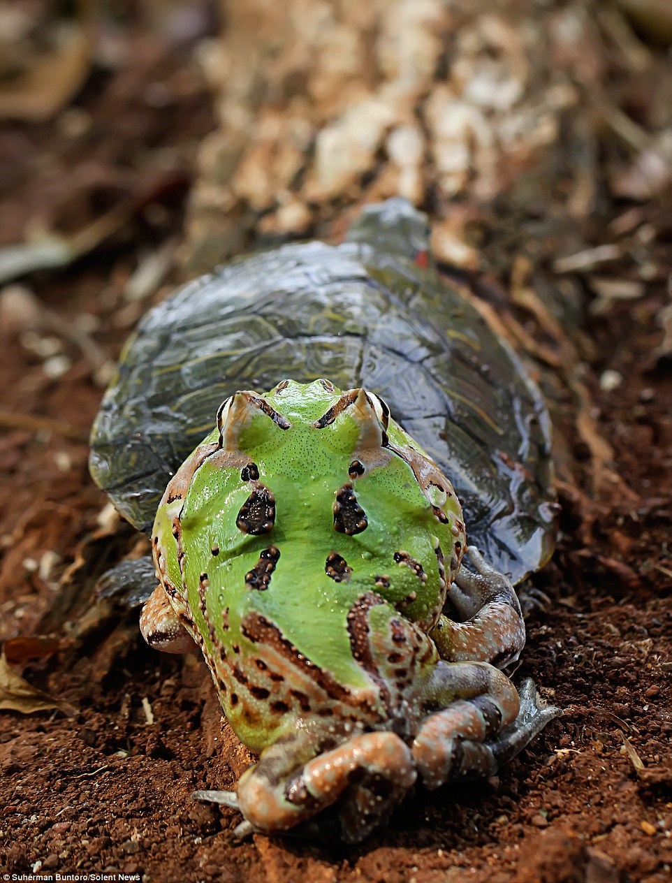 Cảnh tượng khiến nhiều người bật cười. (Nguồn: Solent News)