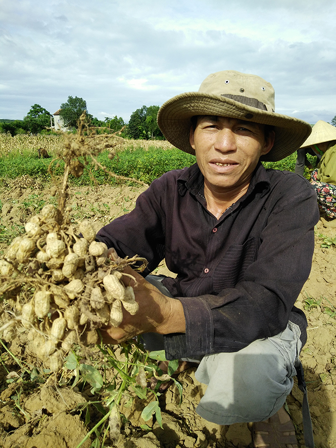 Niềm vui được mùa lạc của anh Trương Thanh Đường, xã Minh Hóa.