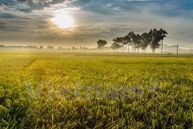 Ảnh minh họa. (Ảnh: Minh Sơn/Vietnam+)