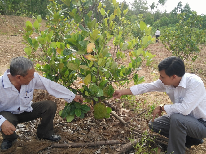 Nhiều HTX nông nghiệp triển khai có hiệu quả mô hình kinh tế cây ăn quả tại vùng gò đồi