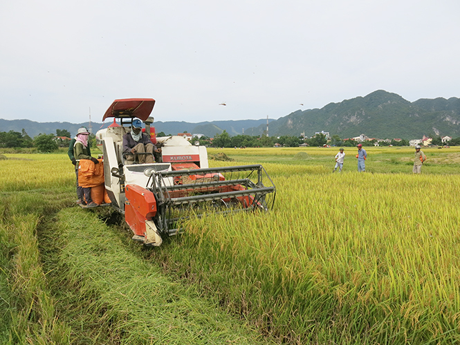  Máy gặt đập liên hoàn trên đồng ruộng Minh Hóa.