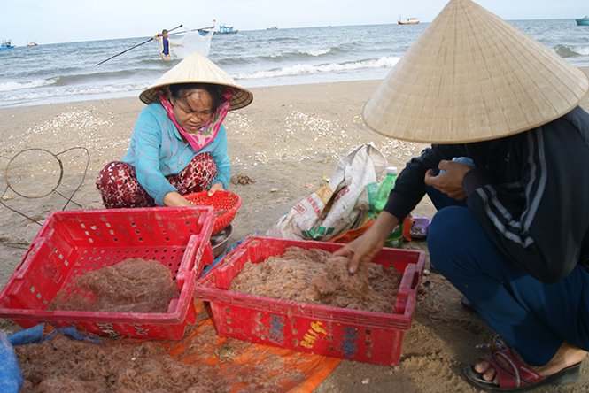  Mẫu khuyếc biển đều đạt chỉ số an toàn