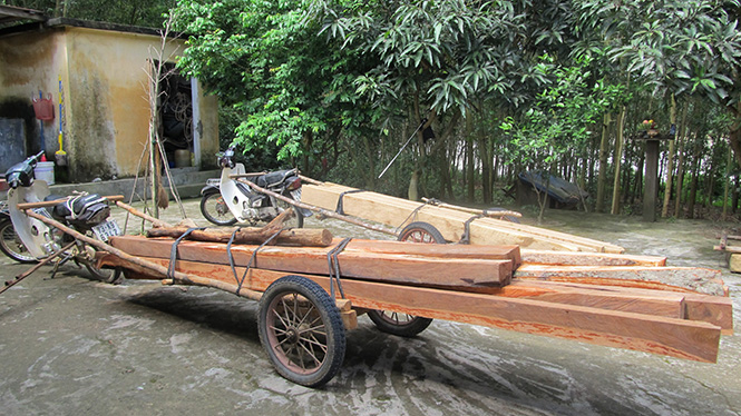 Gỗ lậu tịch thu tại địa bàn huyện Quảng Ninh.