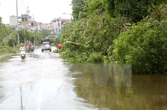 Bão số 1 gây nhiều thiệt hại cho các tỉnh duyên hải Bắc Bộ. (Ảnh: Ngọc Hà/TTXVN)