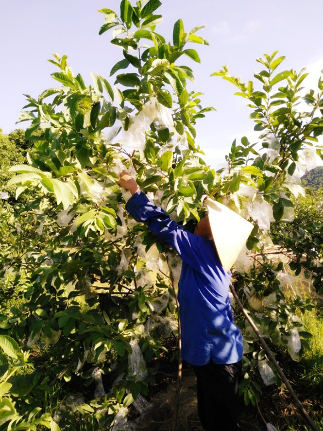 Gia đình anh Trung đang thu hoạch ổi.