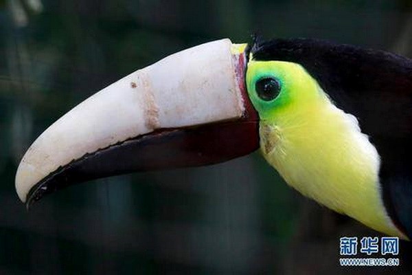 Con chim Toucan nhanh chóng làm quen với chiếc mỏ lạ lẫm. (Nguồn: CCTV)